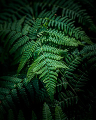 Fototapeta na wymiar green ferns in forest