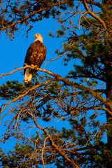 Bald Eagle Bird of Prey in Pine Tree Golden Light Sky