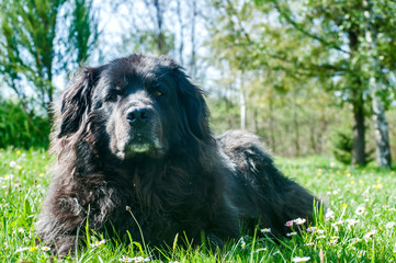 Female black Newfoundland dog lying on green grass meadow closeup in clear sunny day