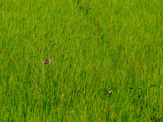 Birds in rice fields