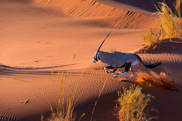 Gemsbok or gemsbuck (Oryx gazella), Namib Desert, Namibia, Africa
