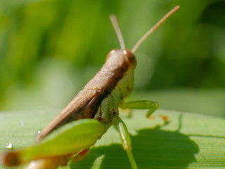 Insects in rice fields