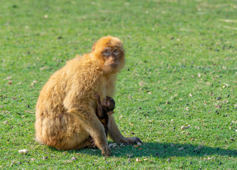gibraltra monkey with her baby