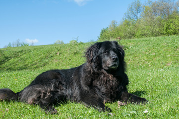 Female black Newfoundland dog lying on green grass meadow closeup in clear sunny day