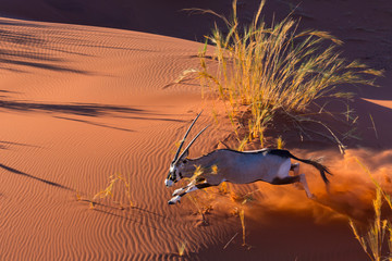 Gemsbok or gemsbuck (Oryx gazella), Namib Desert, Namibia, Africa