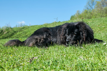 Female black Newfoundland dog lying on green grass meadow closeup in clear sunny day