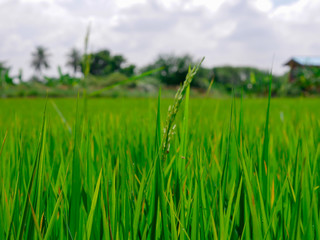 Green rice fields