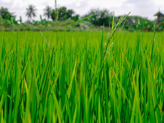 Green rice fields
