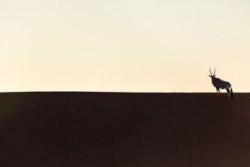 Gemsbok or gemsbuck (Oryx gazella), Namib Desert, Namibia, Africa