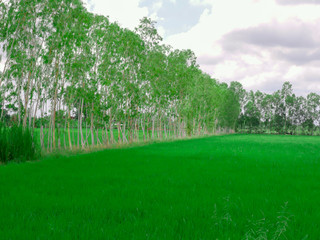 Rice fields