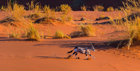 Gemsbok or gemsbuck (Oryx gazella), Namib Desert, Namibia, Africa