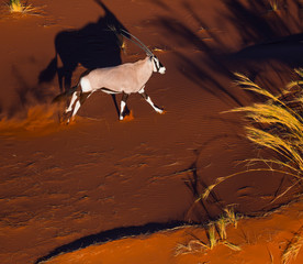 Gemsbok or gemsbuck (Oryx gazella), Namib Desert, Namibia, Africa