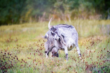 White black goat with horns on a  grass