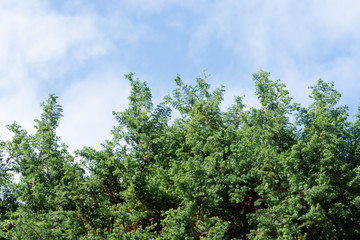 Green pine leaves on the blue sky