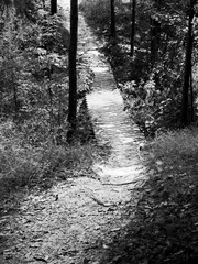 Path in the Woods to a Bridge 3 B&W