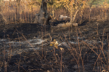 Burnt forest and land disastrous consequences of fire