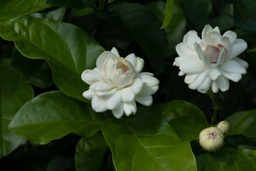 flowers picture close up of jasminein a garden.
