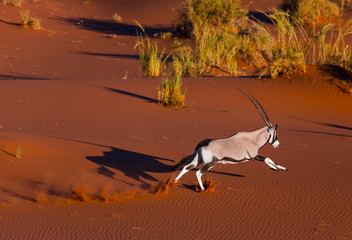 Gemsbok or gemsbuck (Oryx gazella), Namib Desert, Namibia, Africa