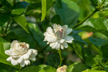 Obraz na płótnie Canvas flowers picture close up of jasminein a garden.