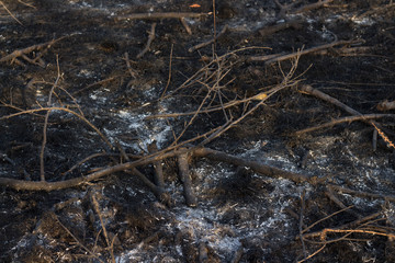 Charred log and tree branches after disastrous consequences of forest fire