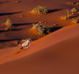 Gemsbok or gemsbuck (Oryx gazella), Namib Desert, Namibia, Africa