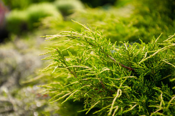 Closeup of beautiful green thuja trees christmas leaves on green background. A sprig of thuja, a thuja western is an evergreen coniferous tree.