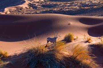 Gemsbok or gemsbuck (Oryx gazella), Namib Desert, Namibia, Africa
