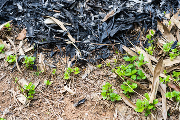 Traces of burning leaves on the ground