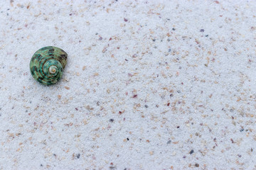 A small green seashell lies on the snow-white sea sand under the sun