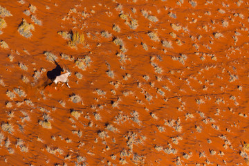 Gemsbok or gemsbuck (Oryx gazella), Namib Desert, Namibia, Africa