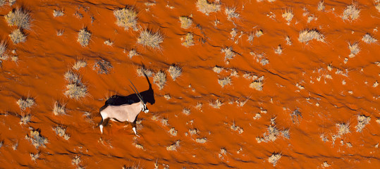 Gemsbok or gemsbuck (Oryx gazella), Namib Desert, Namibia, Africa