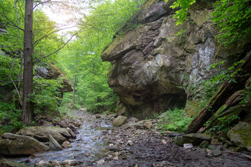 creek cascading between rocks covered with moss and fern