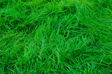 Blurred image of green grass background. Cropped shot of green meadow. Abstract nature background, close up.