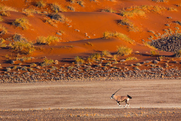 Gemsbok or gemsbuck (Oryx gazella), Namib Desert, Namibia, Africa