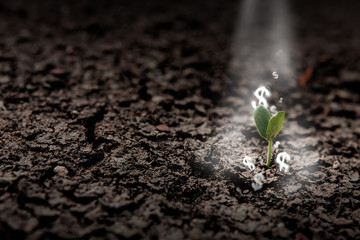 success concept, plant growing with money