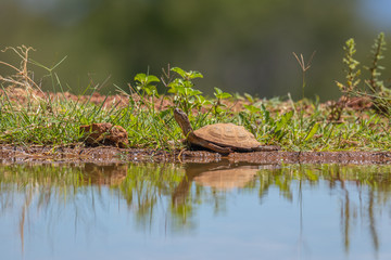 Serrated Hinged Terrapin at a waterhole, Welgevonden Game Reserve, South Africa.