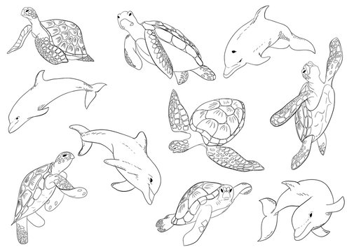 Illustration vector set of swimming dolphins and turtle with isolated on background