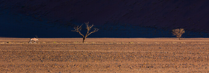 Gemsbok or gemsbuck (Oryx gazella), Namib Desert, Namibia, Africa