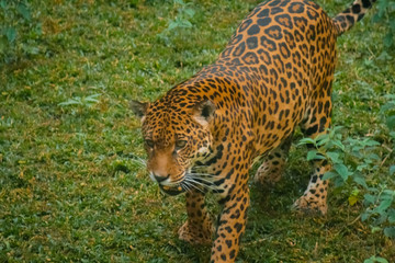 Hungry Jaguar