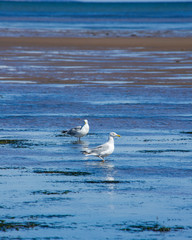 Sea Gulls