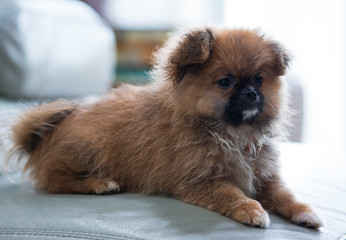 little dog pomeranian. lovely puppy at home. animal concept.