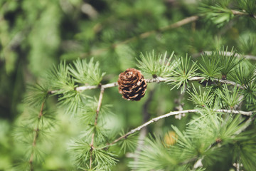 The nature of the planet Lump on a young pine branch on a sunny summer day.