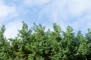 Fototapeta na wymiar Green pine leaves on the blue sky