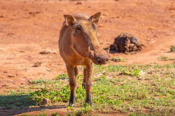 A warthog (Phacochoerus africanus) portrait, Welgevonden Game Reserve, South Africa.