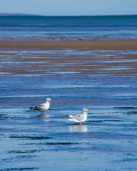 Sea gulls at low tide