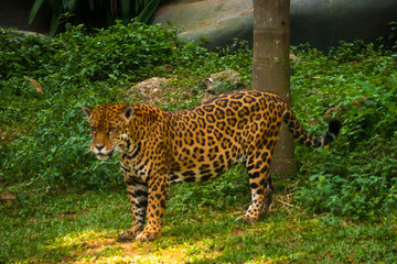 Beautiful jaguar