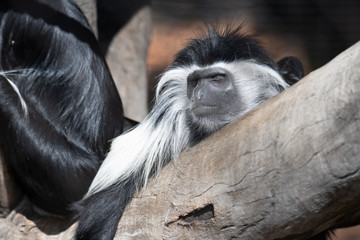 sleepy monkey resting
