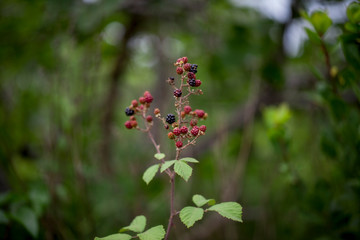 Blackberry Plant Wild Natural Berries