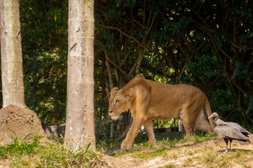 Lioness