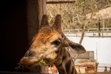 Meal time for a giraffe